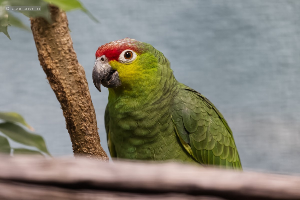 Foto van Ecuadoriaanse roodwangamazone (Amazona autumnalis lilacina) in Zoo Berlin